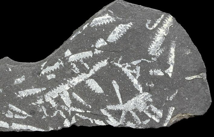 Fossil Graptolites (Didymograptus) - Great Britain #68009